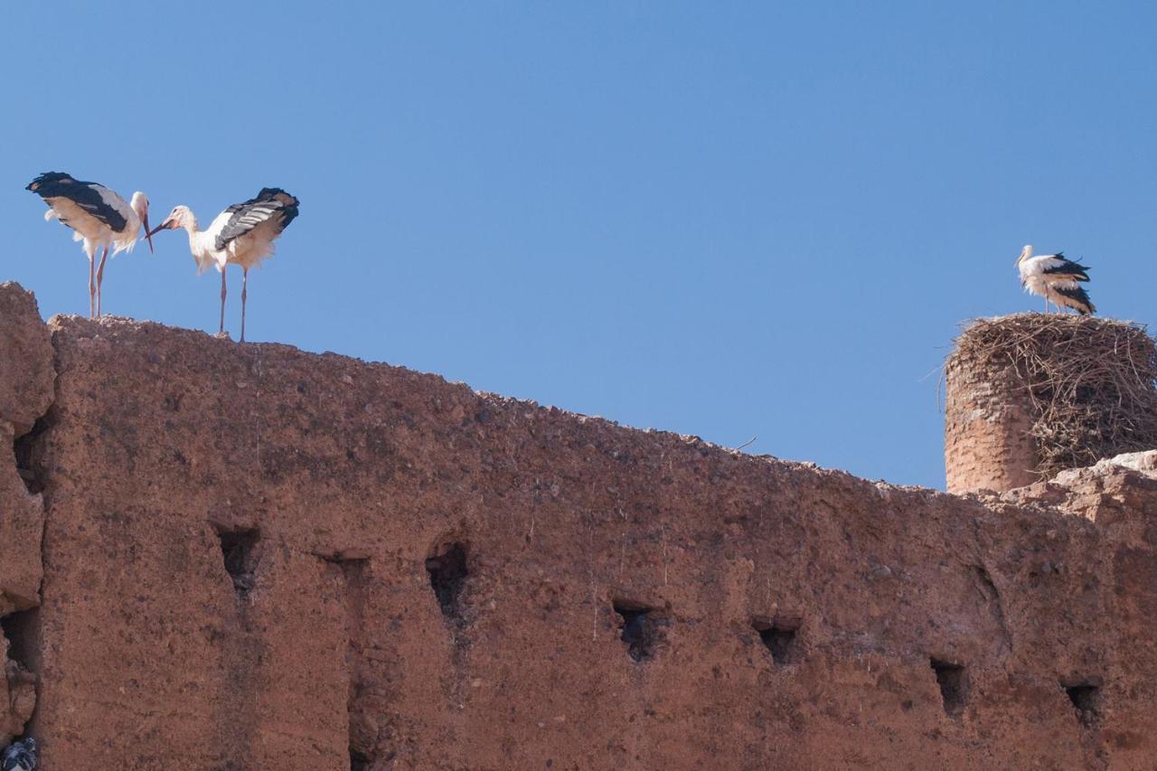 Riad Of The Storks - Exclusive Use For Up To 17 Persons Marrakesh Exterior foto